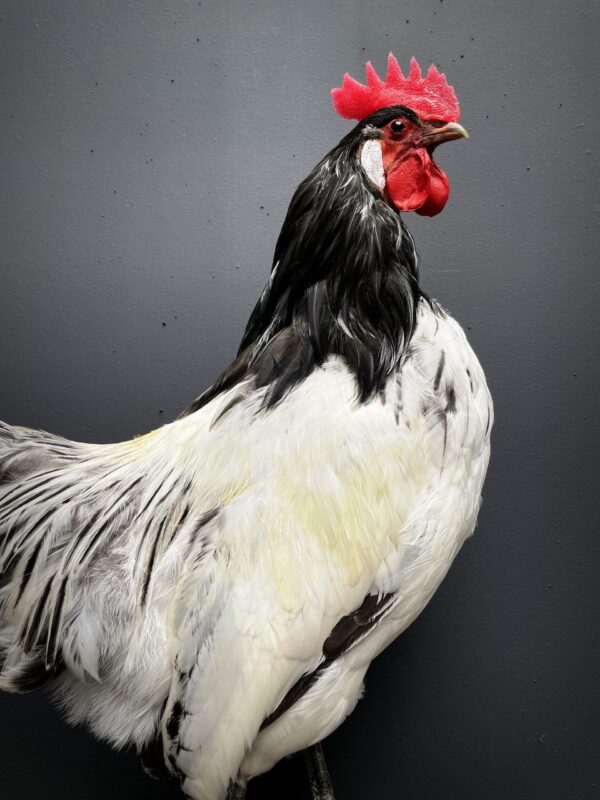 Mounted Lakenvelder rooster on black pedestal