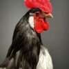 Mounted Lakenvelder rooster on black pedestal