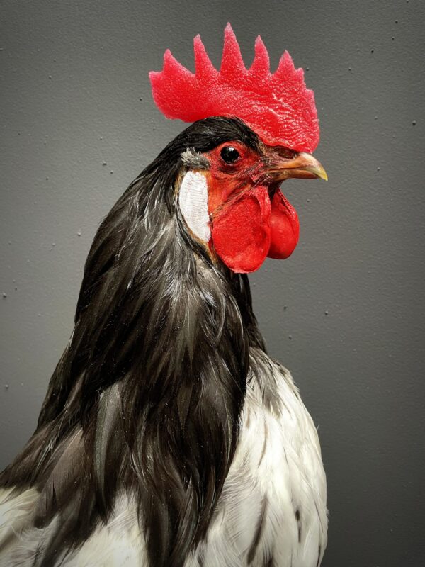 Mounted Lakenvelder rooster on black pedestal