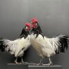 Mounted Lakenvelder rooster on black pedestal