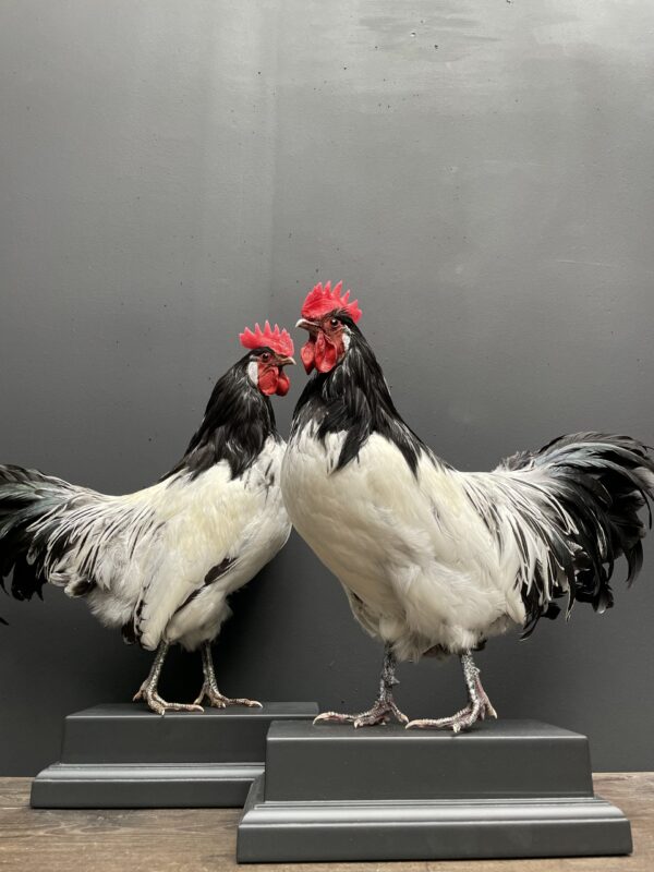 Mounted Lakenvelder rooster on black pedestal