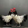 Mounted Lakenvelder rooster on black pedestal