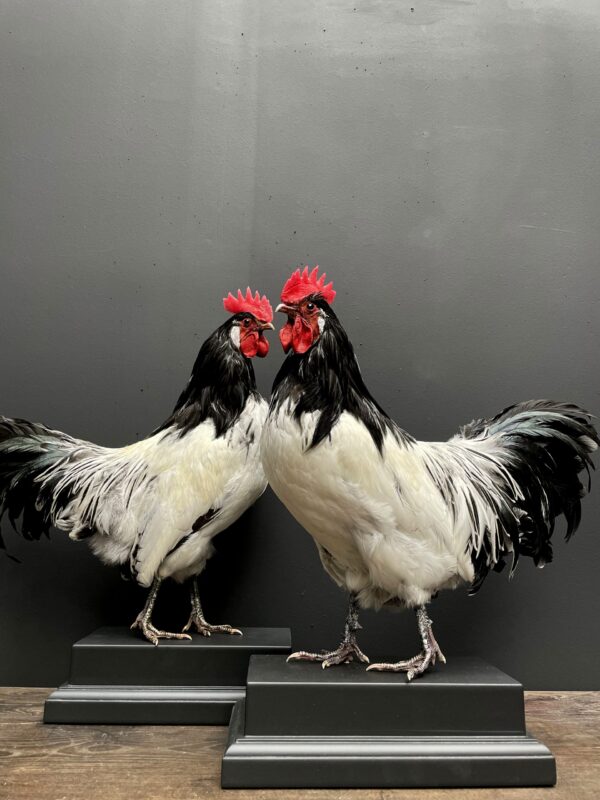 Mounted Lakenvelder rooster on black pedestal