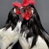 Mounted Lakenvelder rooster on black pedestal