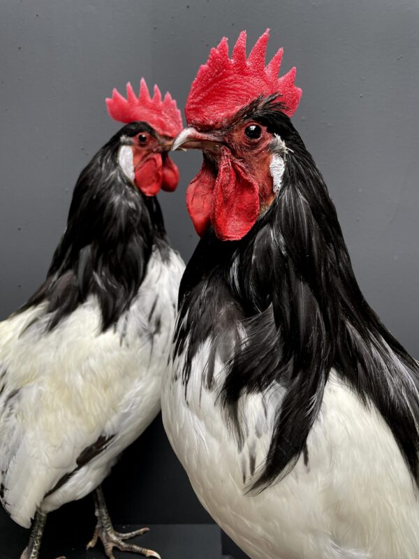 Mounted Lakenvelder rooster on black pedestal