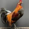 Mounted colorful bantam rooster