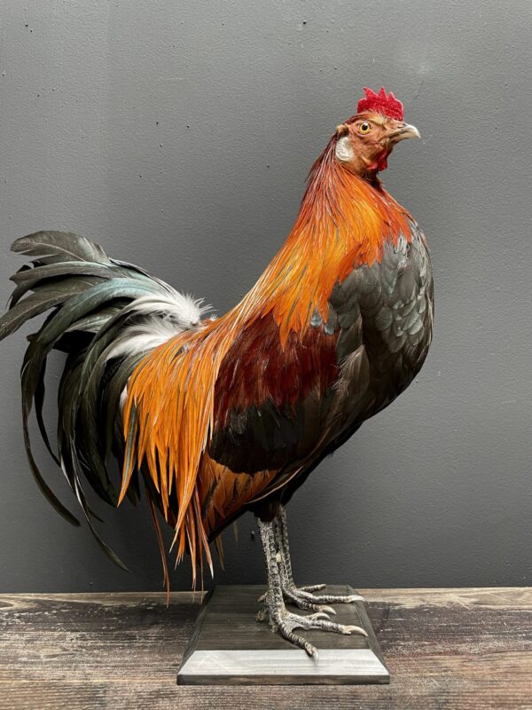 Mounted colorful bantam rooster