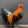 Mounted colorful bantam rooster