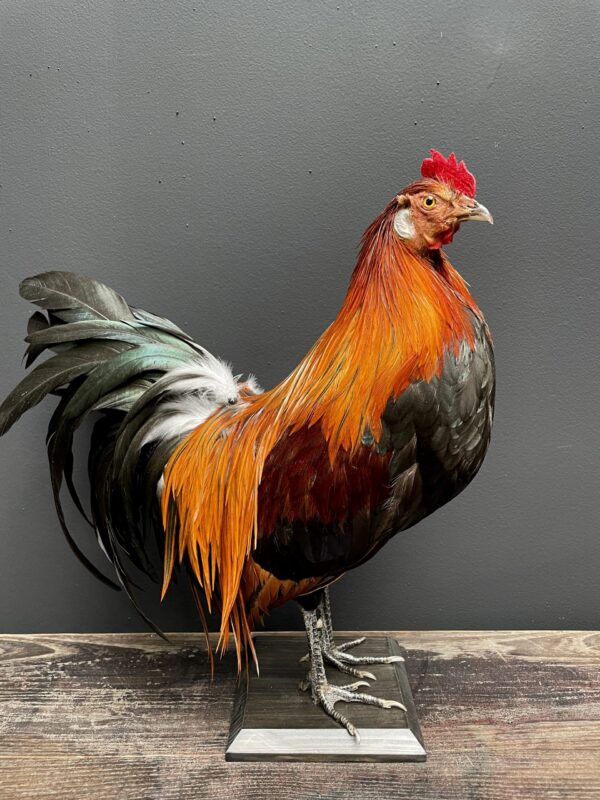 Mounted colorful bantam rooster