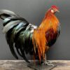 Mounted colorful bantam rooster