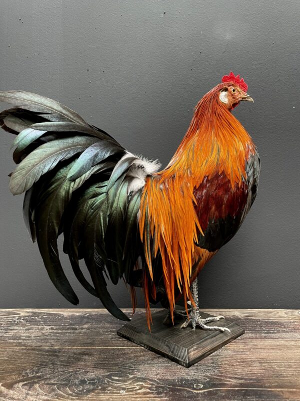 Mounted colorful bantam rooster