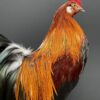 Mounted colorful bantam rooster