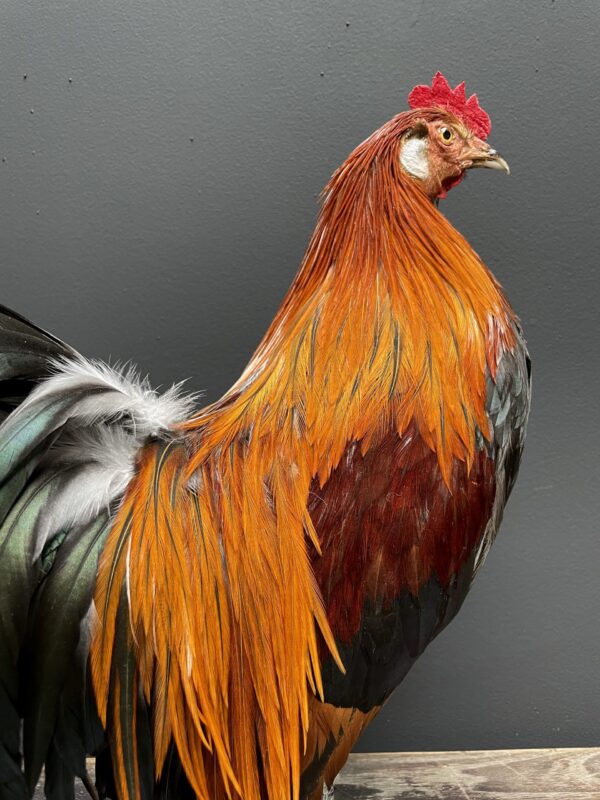 Mounted colorful bantam rooster