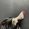 Mounted colorful bantam rooster