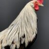 Taxidermy bantam rooster