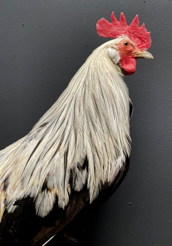 Taxidermy bantam rooster