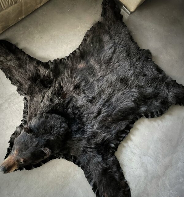 Skin of a black bear XL