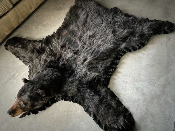 Skin of a black bear XL