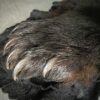 Skin of a black bear XL