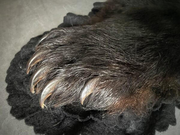 Skin of a black bear XL