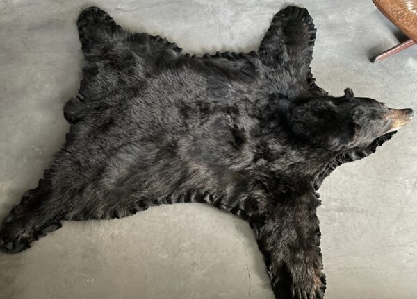 Skin of a black bear XL