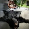 Skin of a black bear XL