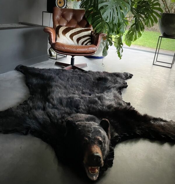 Skin of a black bear XL