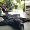 Skin of a black bear XL