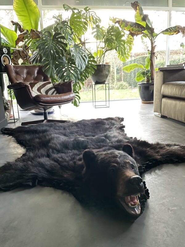 Skin of a black bear XL