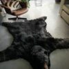 Skin of a black bear XL