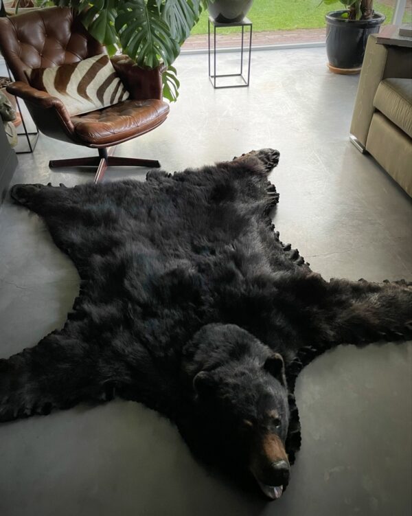 Skin of a black bear XL