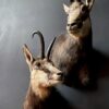 Nice pair of taxidermy chamois