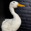 Opgezette witte eend