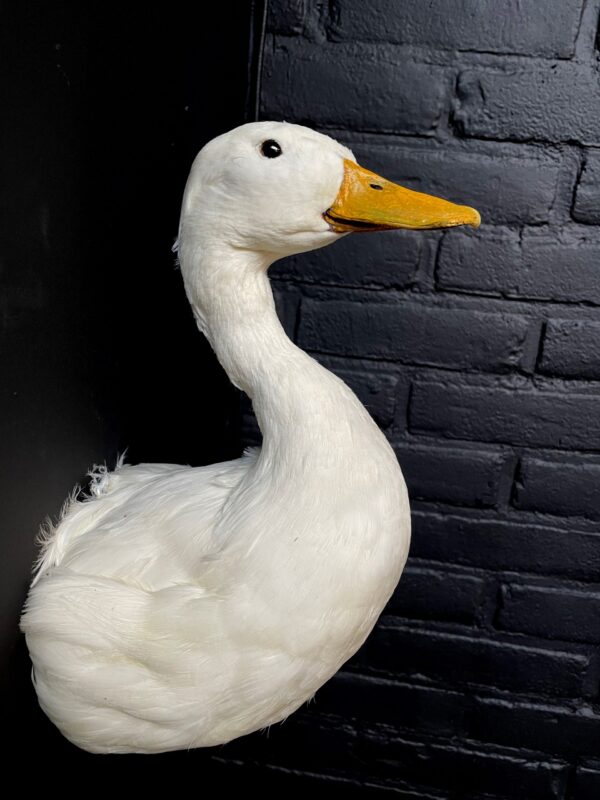Stuffed head of white duck