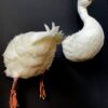 Opgezette witte eend