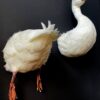 Taxidermy back of a white duck