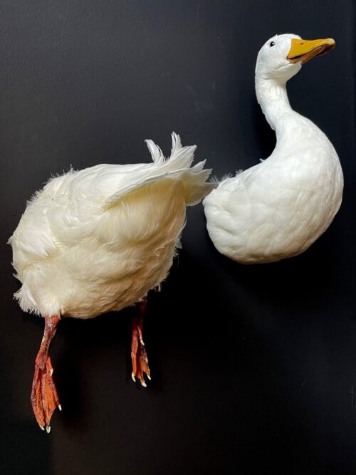 Taxidermy back of a white duck