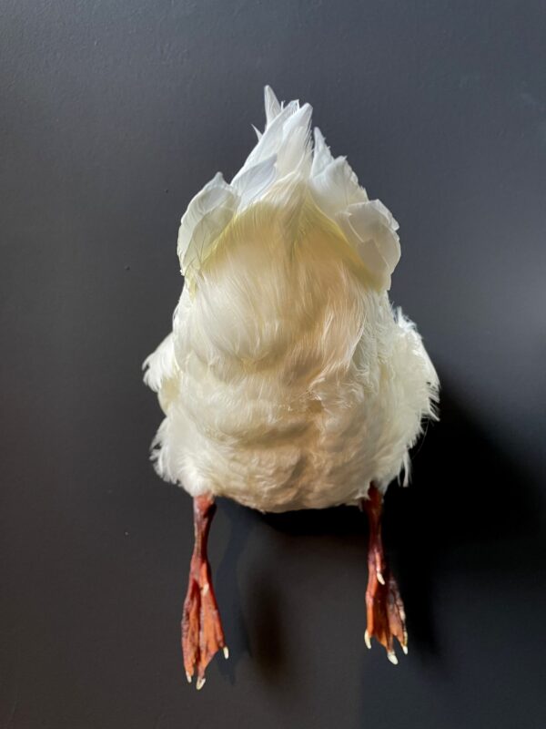 Taxidermy back of a white duck