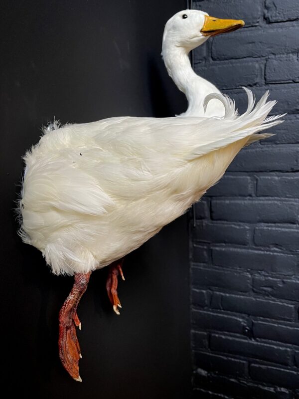 Opgezette witte eend