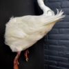 Stuffed head of white duck