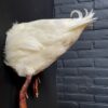Opgezette witte eend