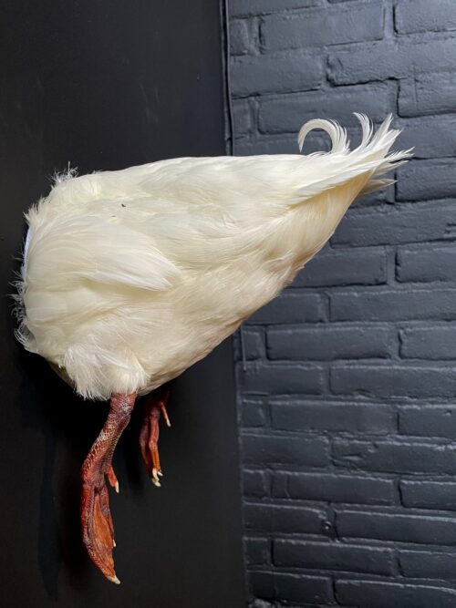 Taxidermy back of a white duck