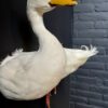 Opgezette witte eend