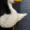 Stuffed head of white duck