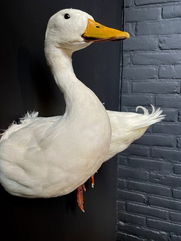 Stuffed head of white duck