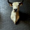 Stylish stuffed Piedmontese bulls head