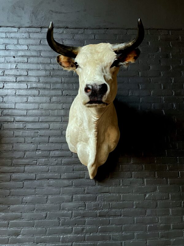 Stylish stuffed Piedmontese bulls head