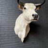 Stylish stuffed Piedmontese bulls head