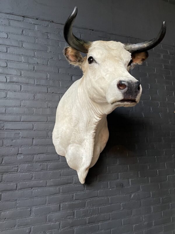 Stylish stuffed Piedmontese bulls head