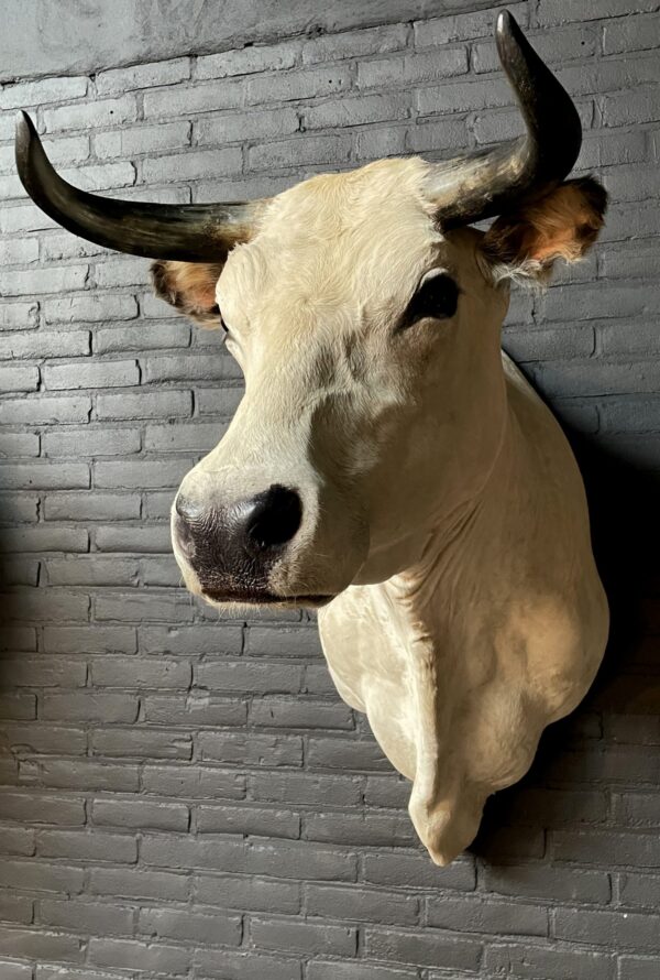 Stylish stuffed Piedmontese bulls head